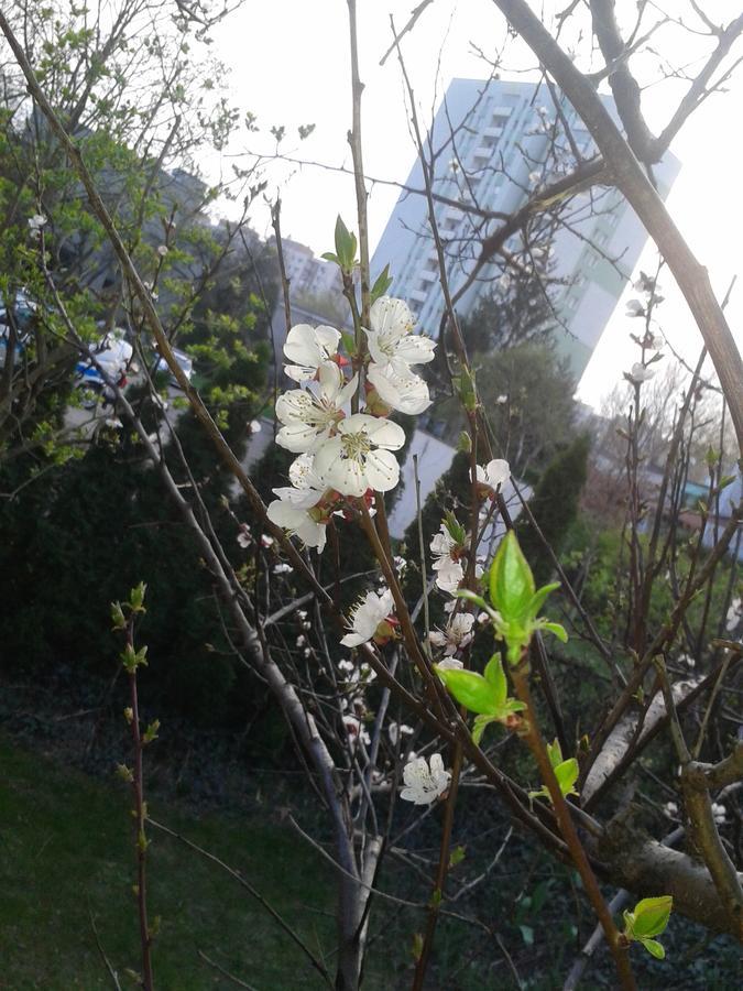 Willanow Varşova Dış mekan fotoğraf